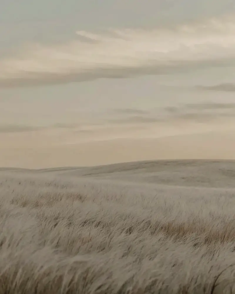 Rolling fields of pale grass under soft clouds
